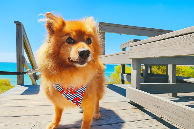 Dog Days of Summer - Mutty Mornings