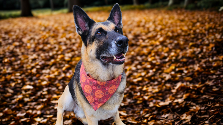 Pumpkin Pack - Mutty Mornings
