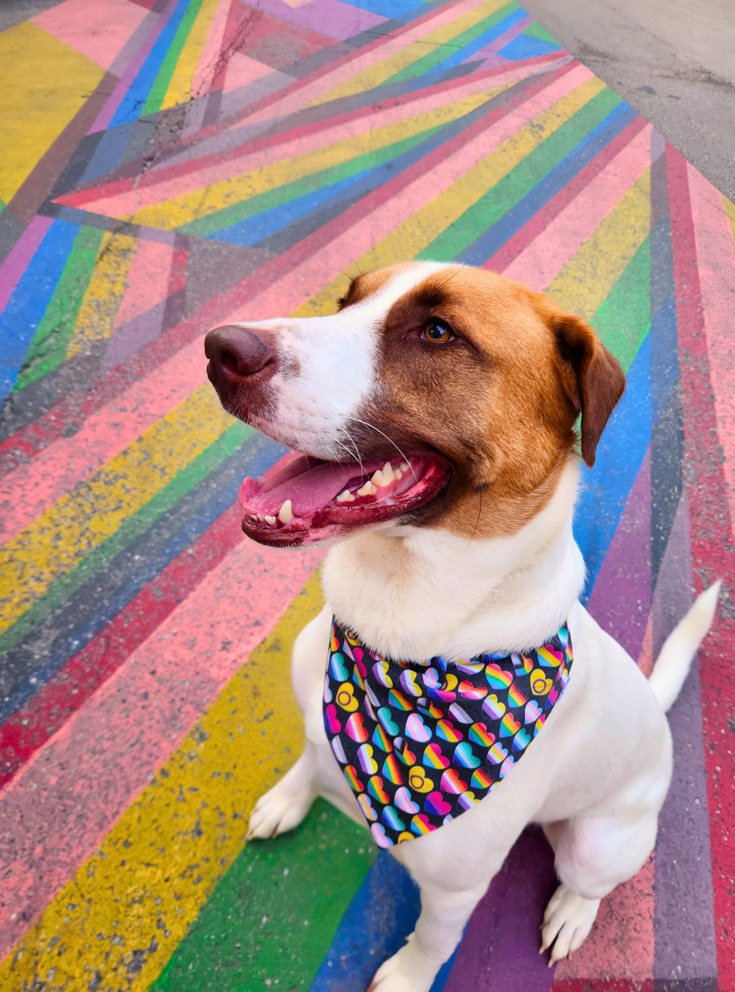 A Heart is a Heart Pride Pet Bandana - Mutty Mornings
