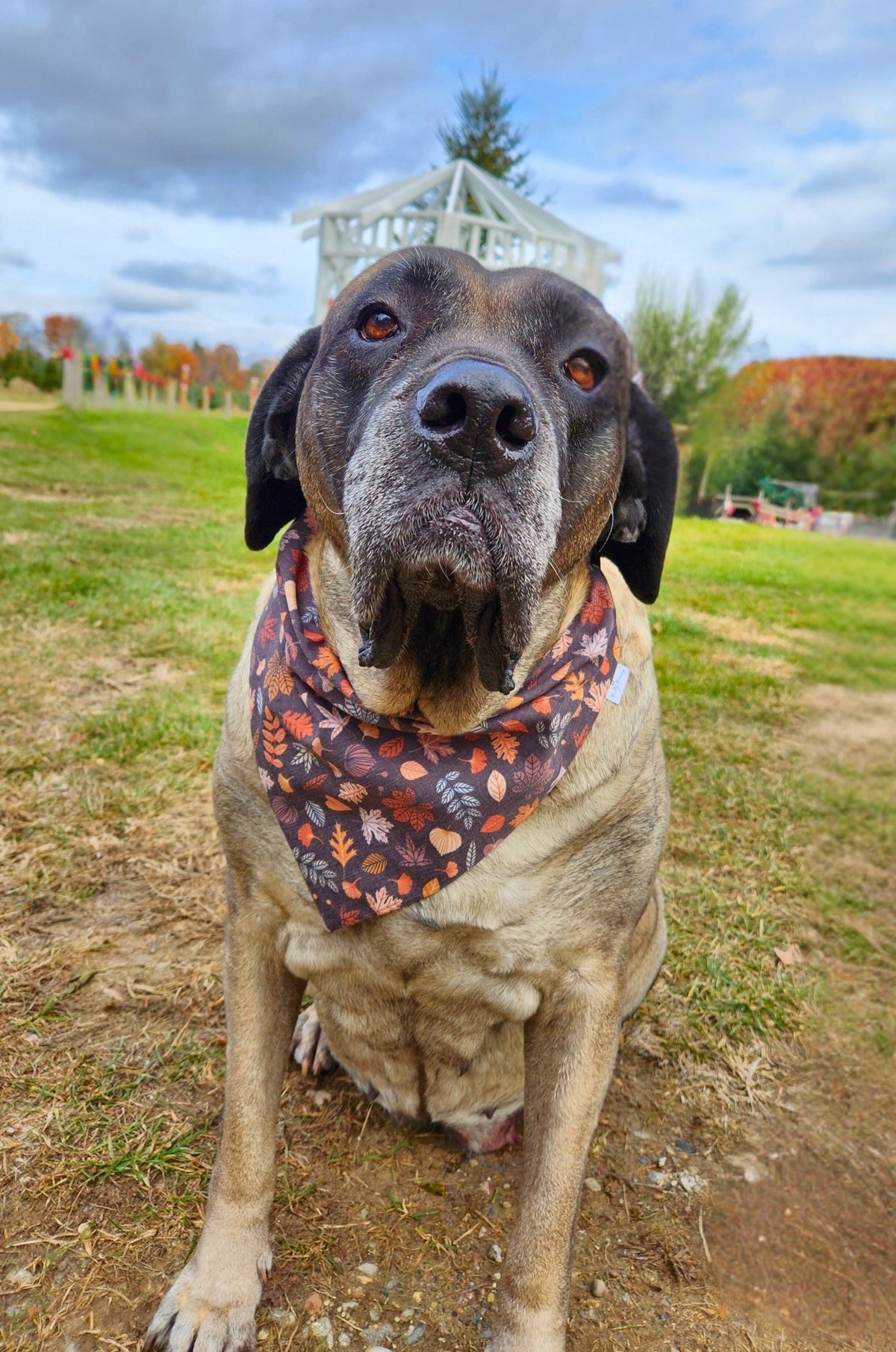Autumn Leaves Pet Bandana - Mutty Mornings