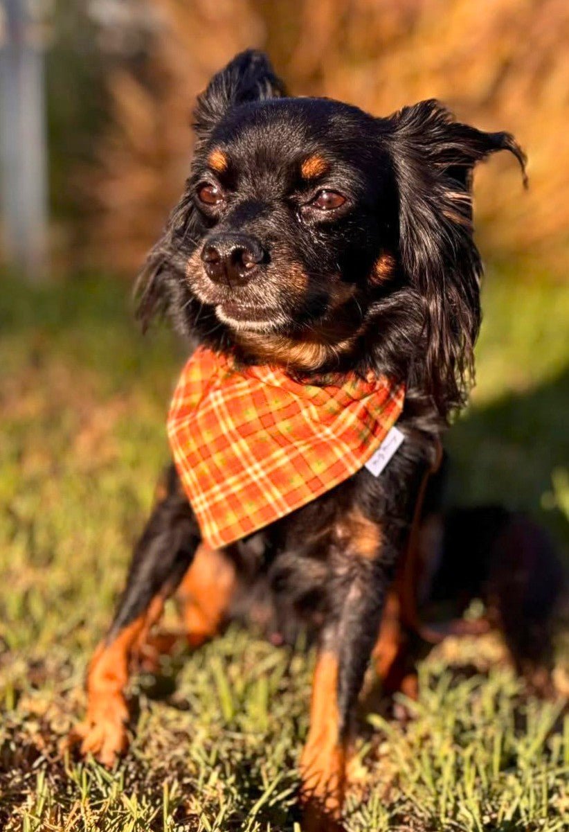 Autumn Revival Plaid Pet Bandana - Mutty Mornings