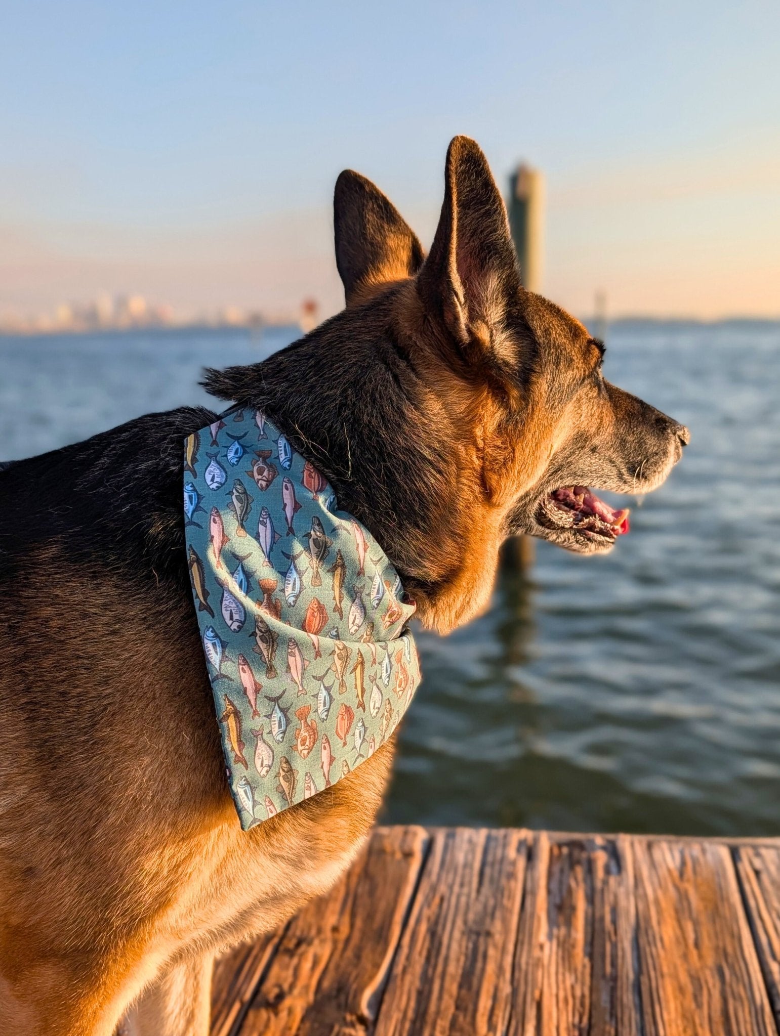Bait Shop Bandana & Headband Set - Mutty Mornings
