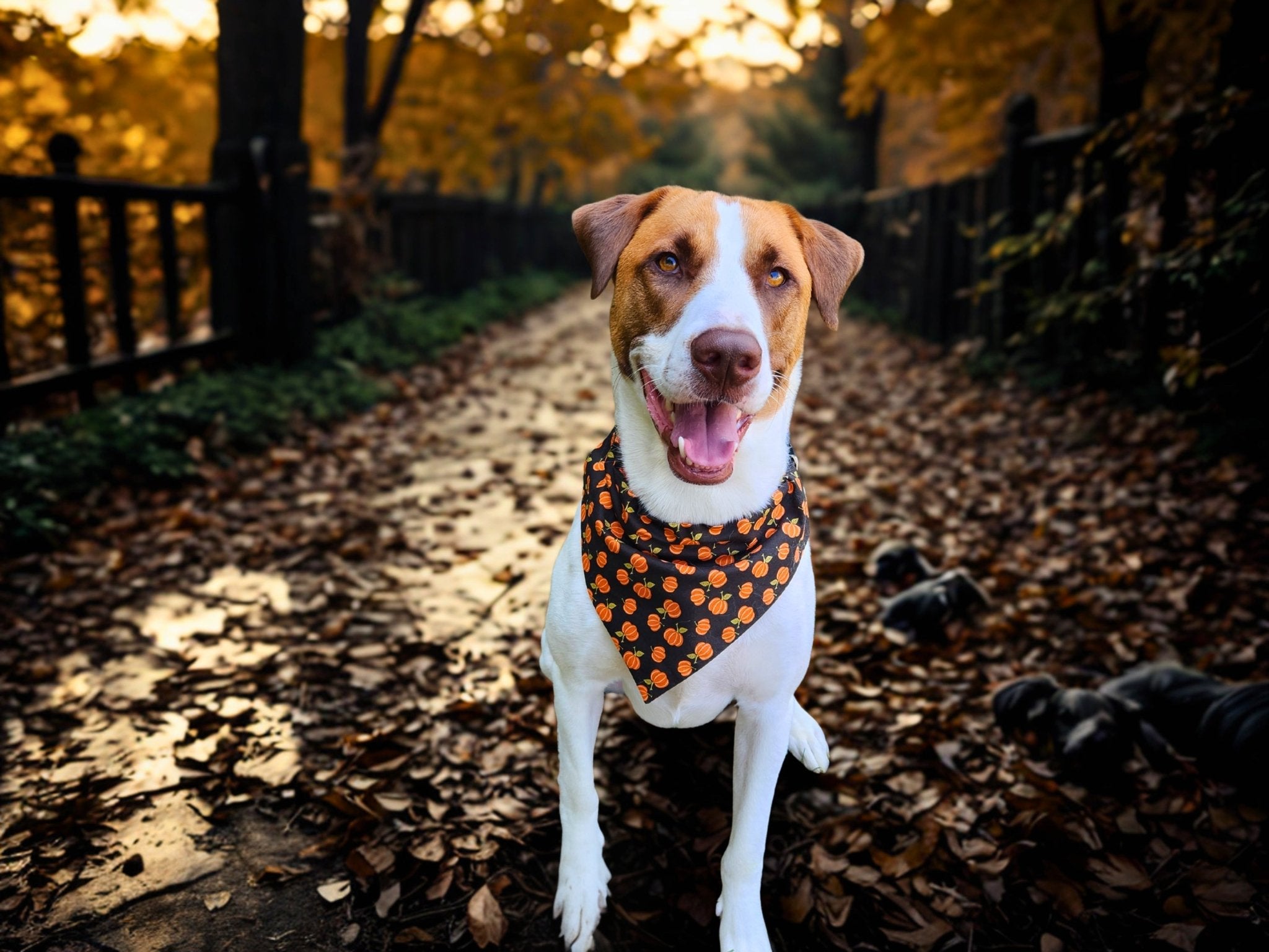 Black Pumpkin Patch Pet Bandana - Mutty Mornings