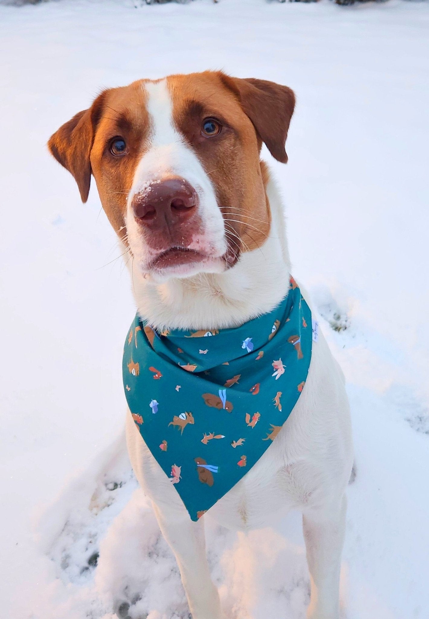 Bundle Up Pet Bandana - Mutty Mornings