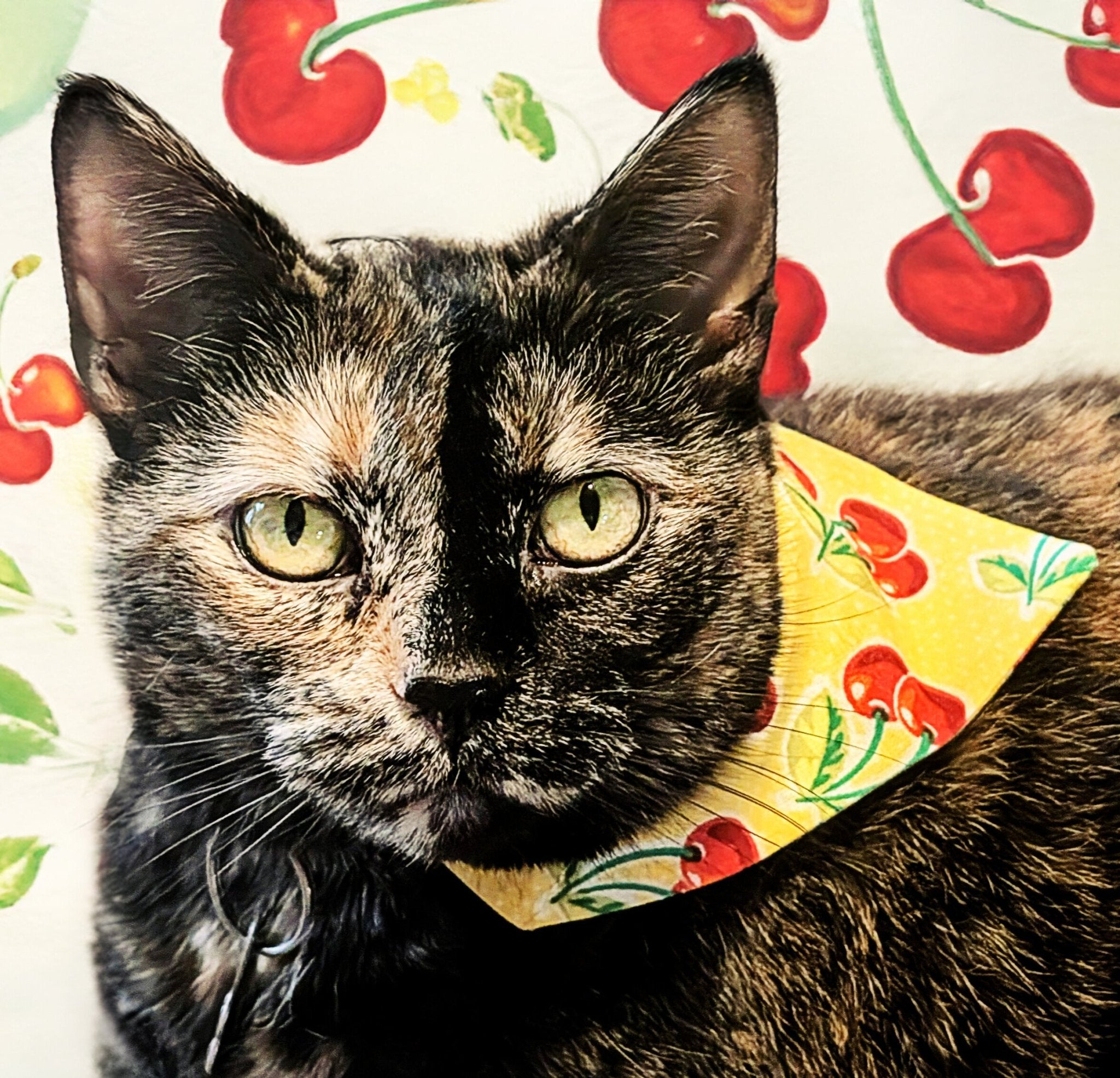 Cherries on Top Pet Bandana - Mutty Mornings
