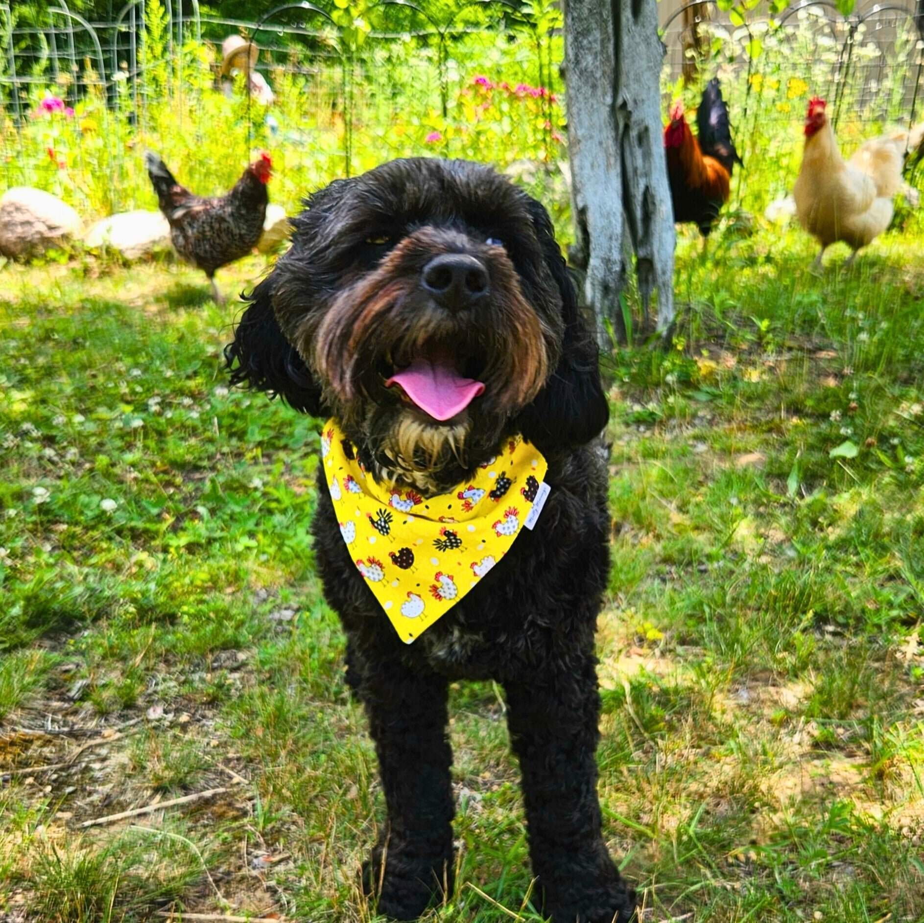 Cluck Ya! Pet Bandana - Mutty Mornings