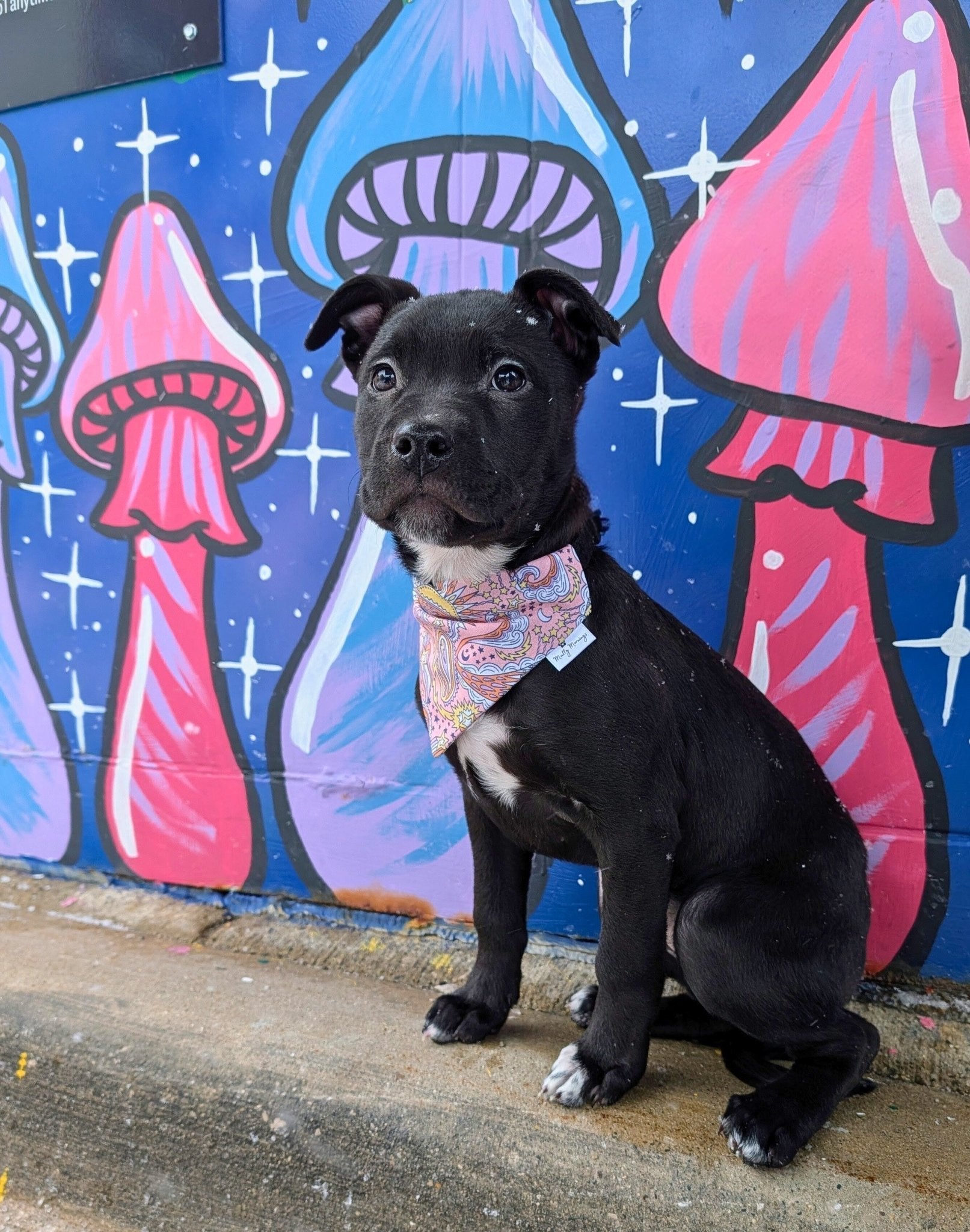 Cosmic Paisley Pet Bandana - Mutty Mornings