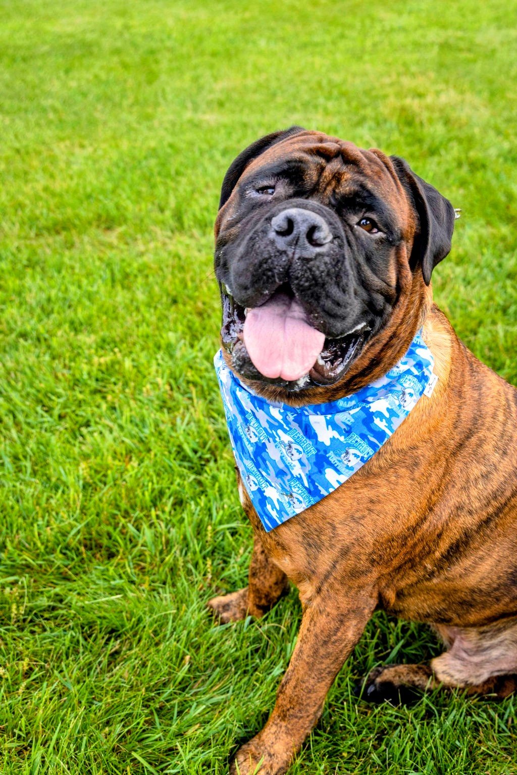 Detroit Lions Camo Bandana & Headband - Mutty Mornings