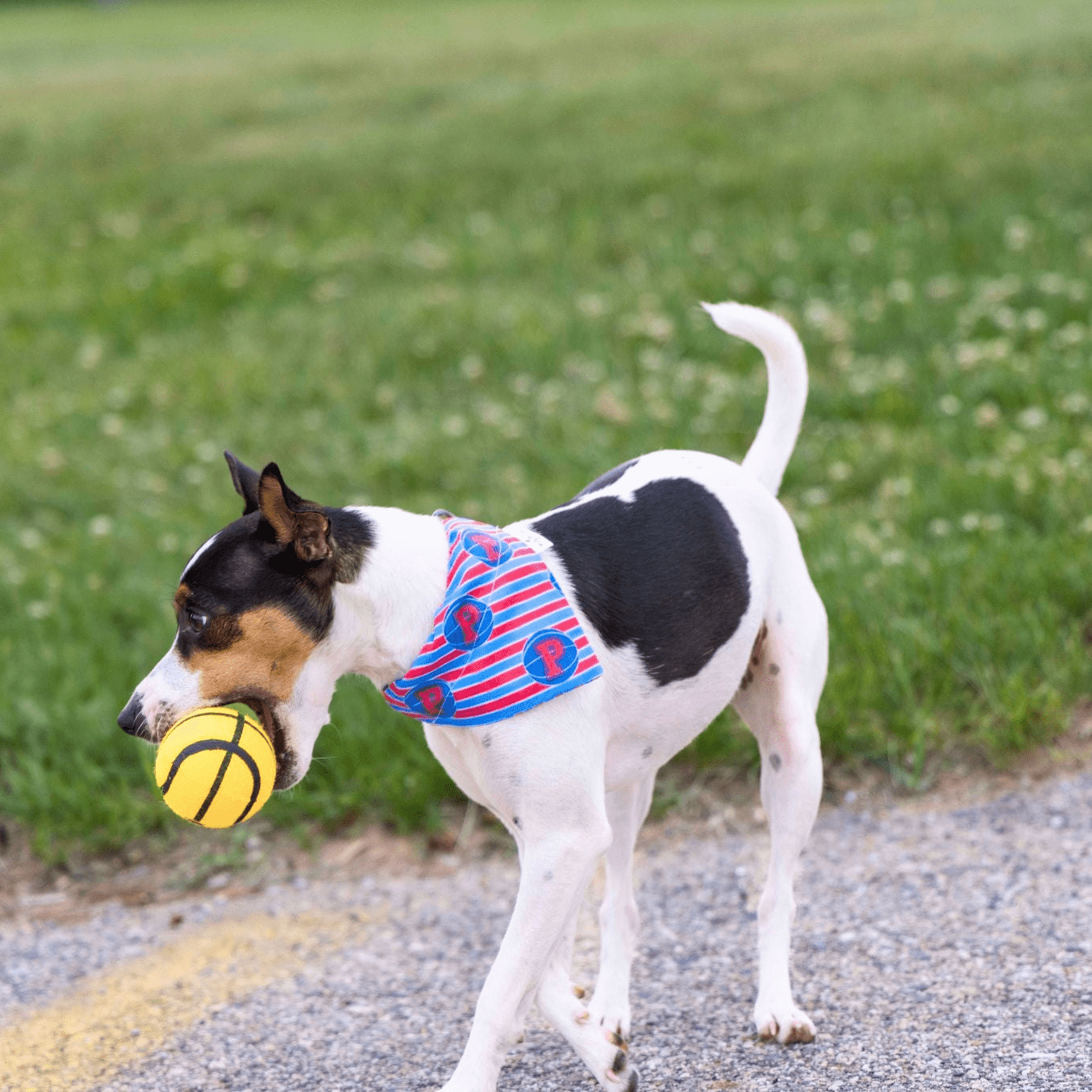 Detroit Pistons Stripe Pet Bandana - Mutty Mornings