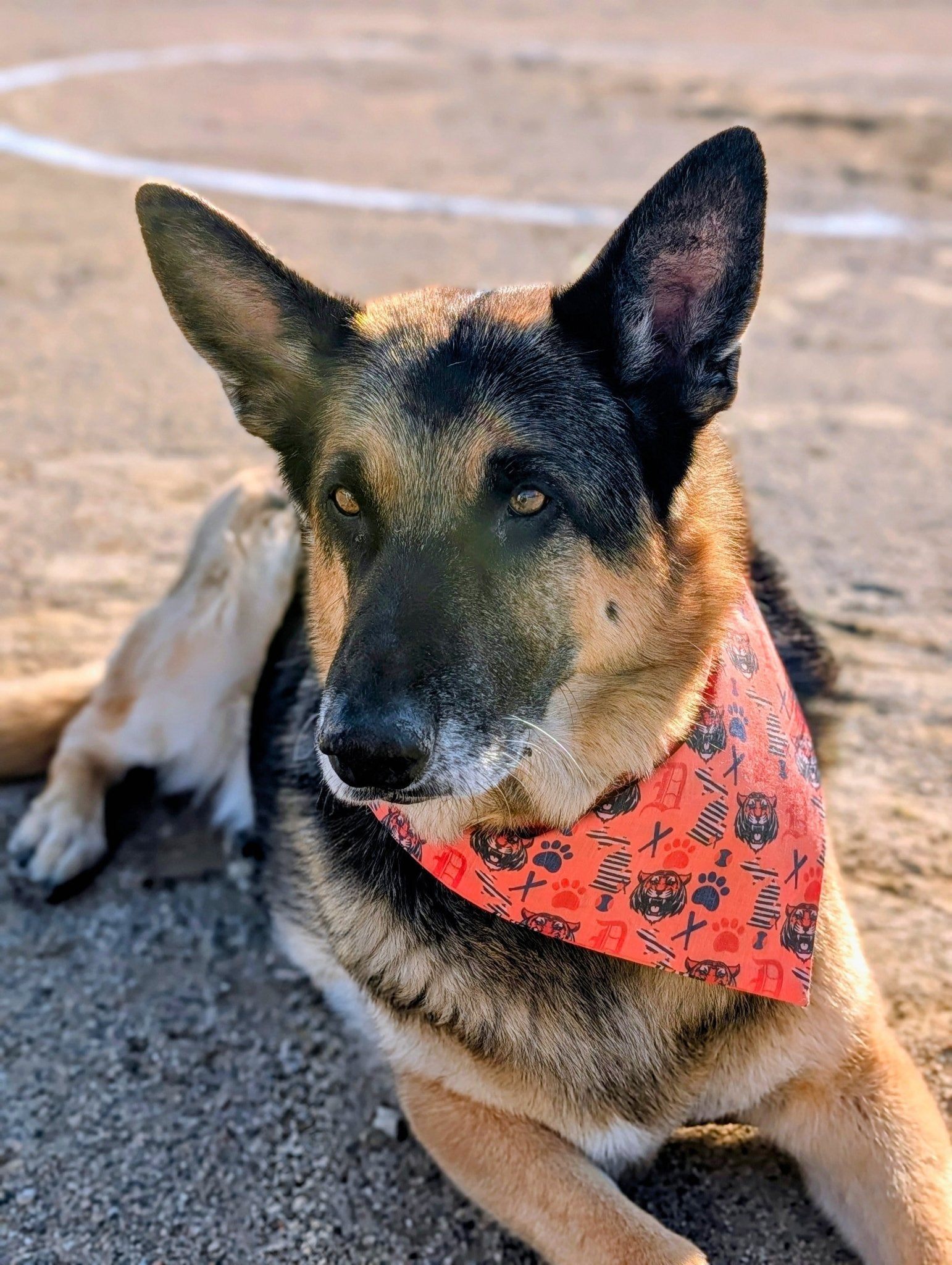 Detroit Tigers Pet Bandana - Mutty Mornings