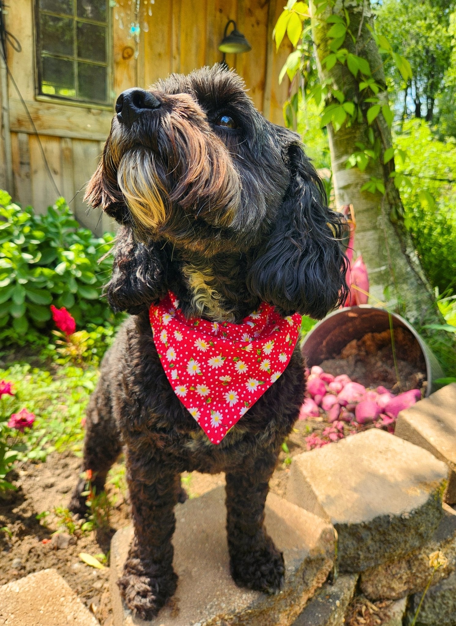 Dotty Daisy Pet Bandana - Mutty Mornings