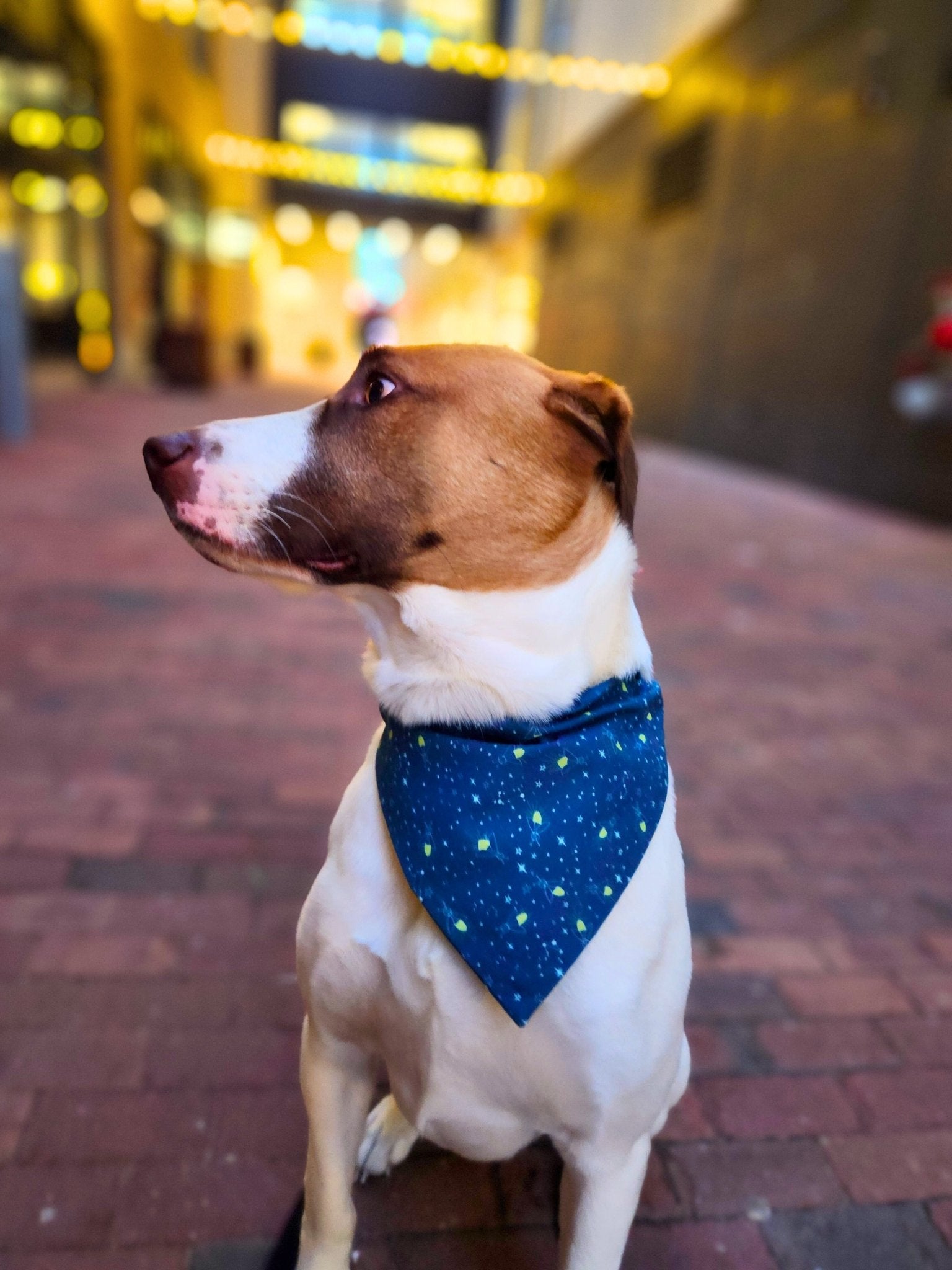 Fireflies in the Night Sky Pet Bandana - Mutty Mornings