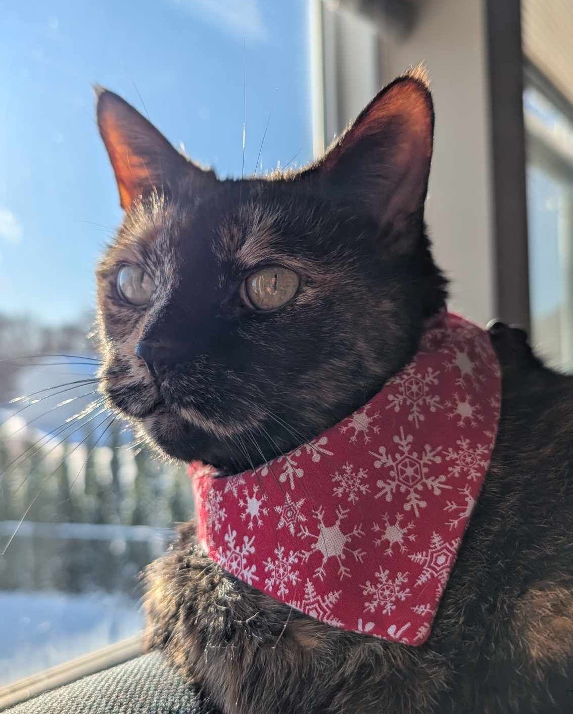 Flurry & Bright Pet Bandana - Mutty Mornings