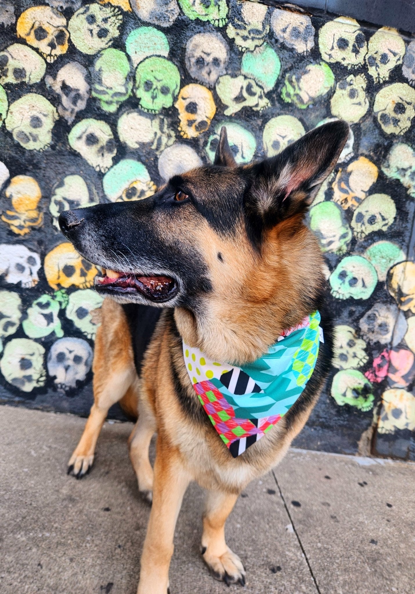 Funky Punky Pet Bandana - Mutty Mornings