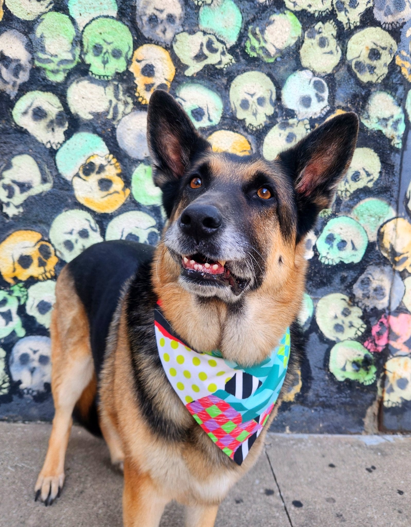 Funky Punky Pet Bandana - Mutty Mornings