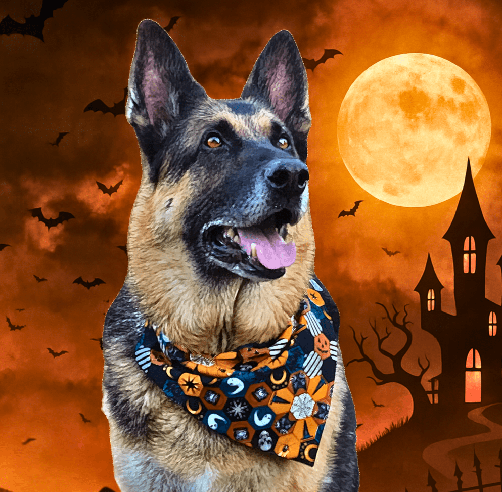 Hex Marks the Spot Pet Bandana - Mutty Mornings