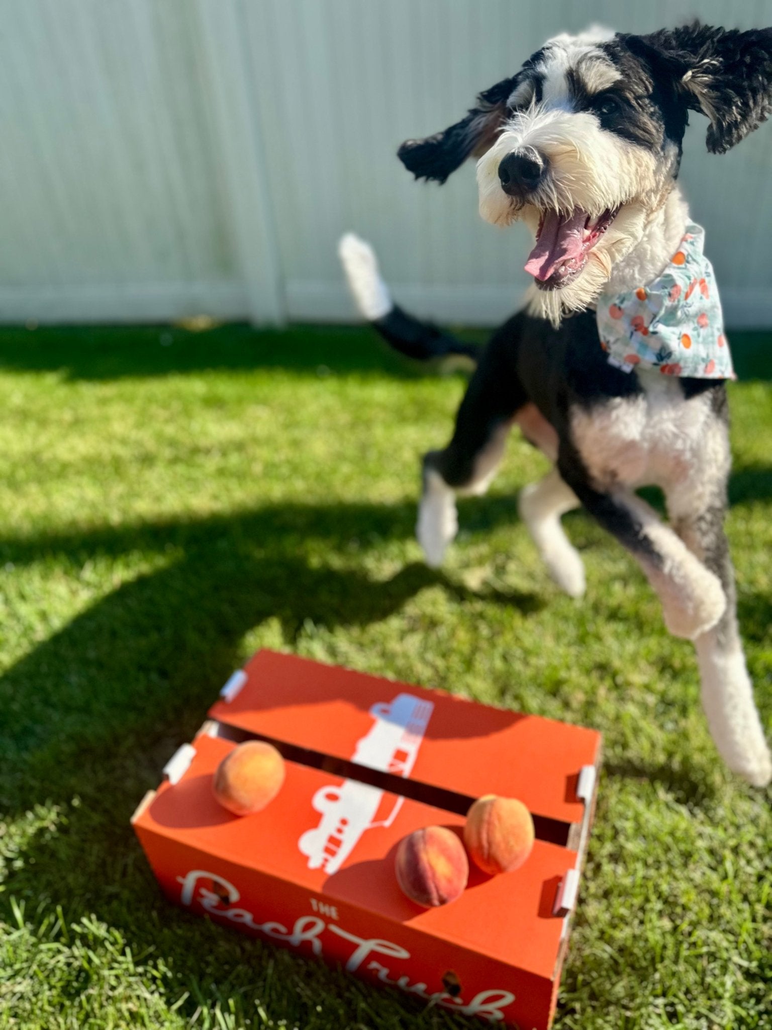 Just Peachy Pet Bandana - Mutty Mornings