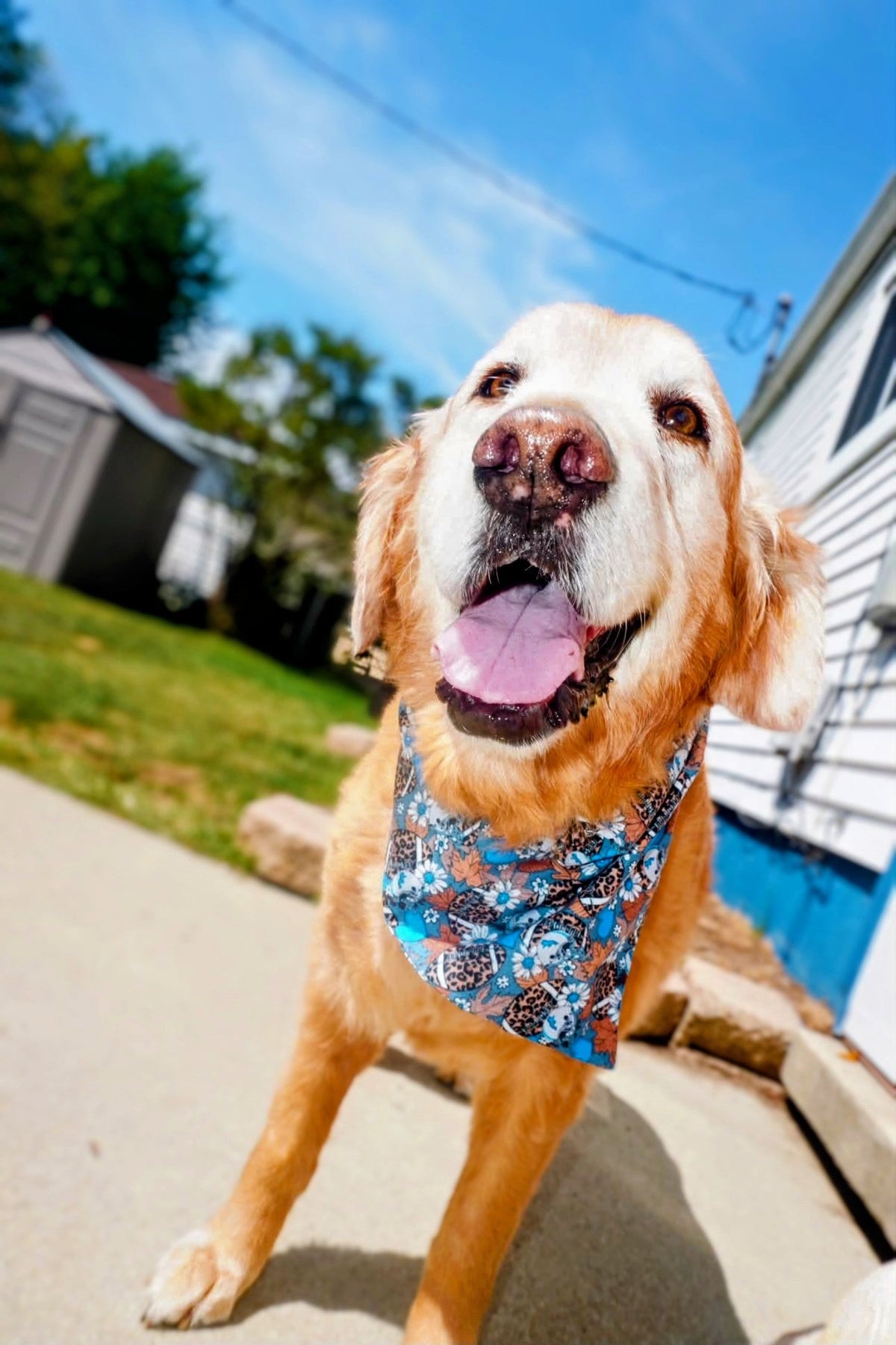 Lions Leopard Football Pet Bandana - Mutty Mornings
