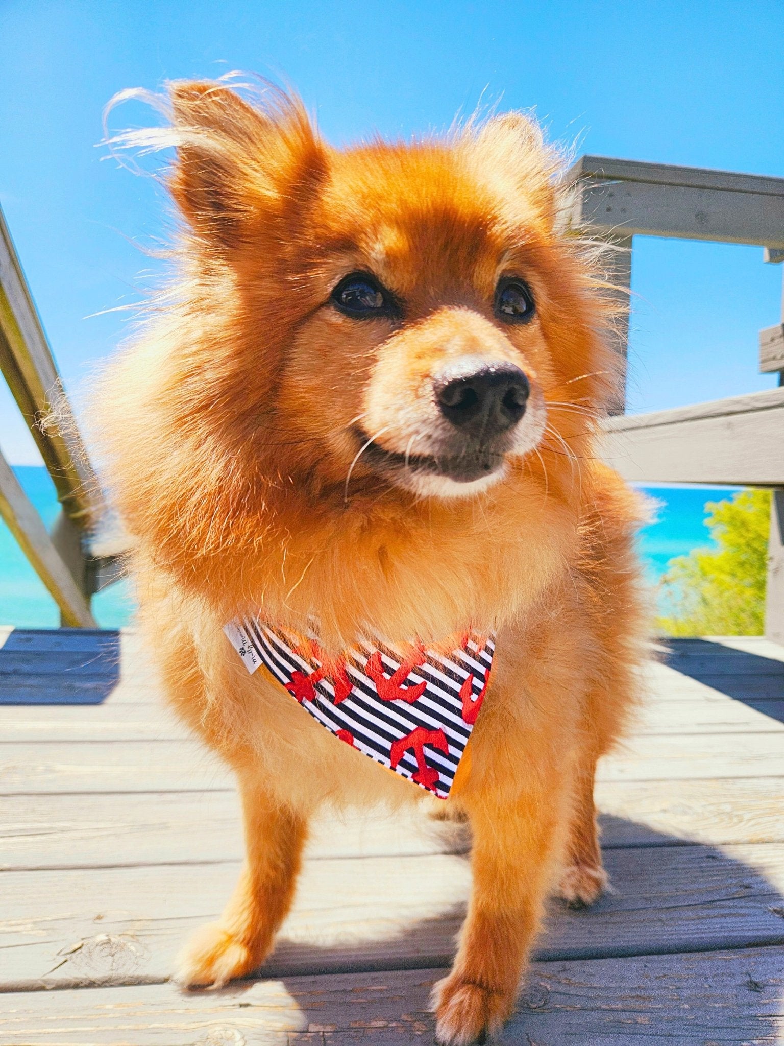 Nautical Anchors Pet Bandana - Mutty Mornings