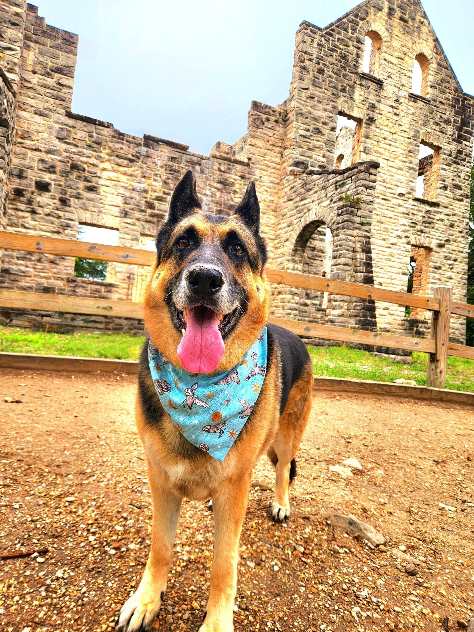 Night Owls Pet Bandana - Mutty Mornings