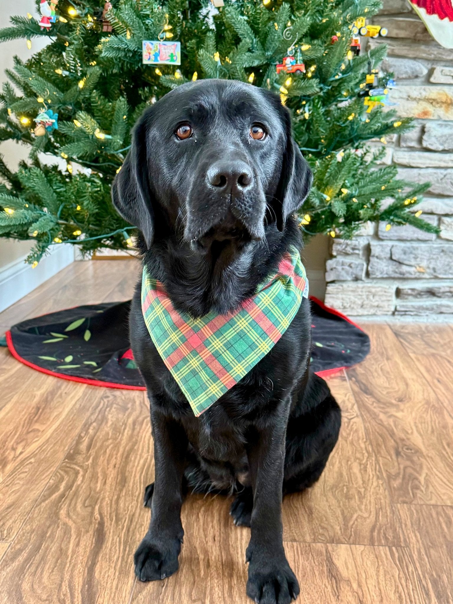 Northern Whimsy Pet Bandana - Mutty Mornings
