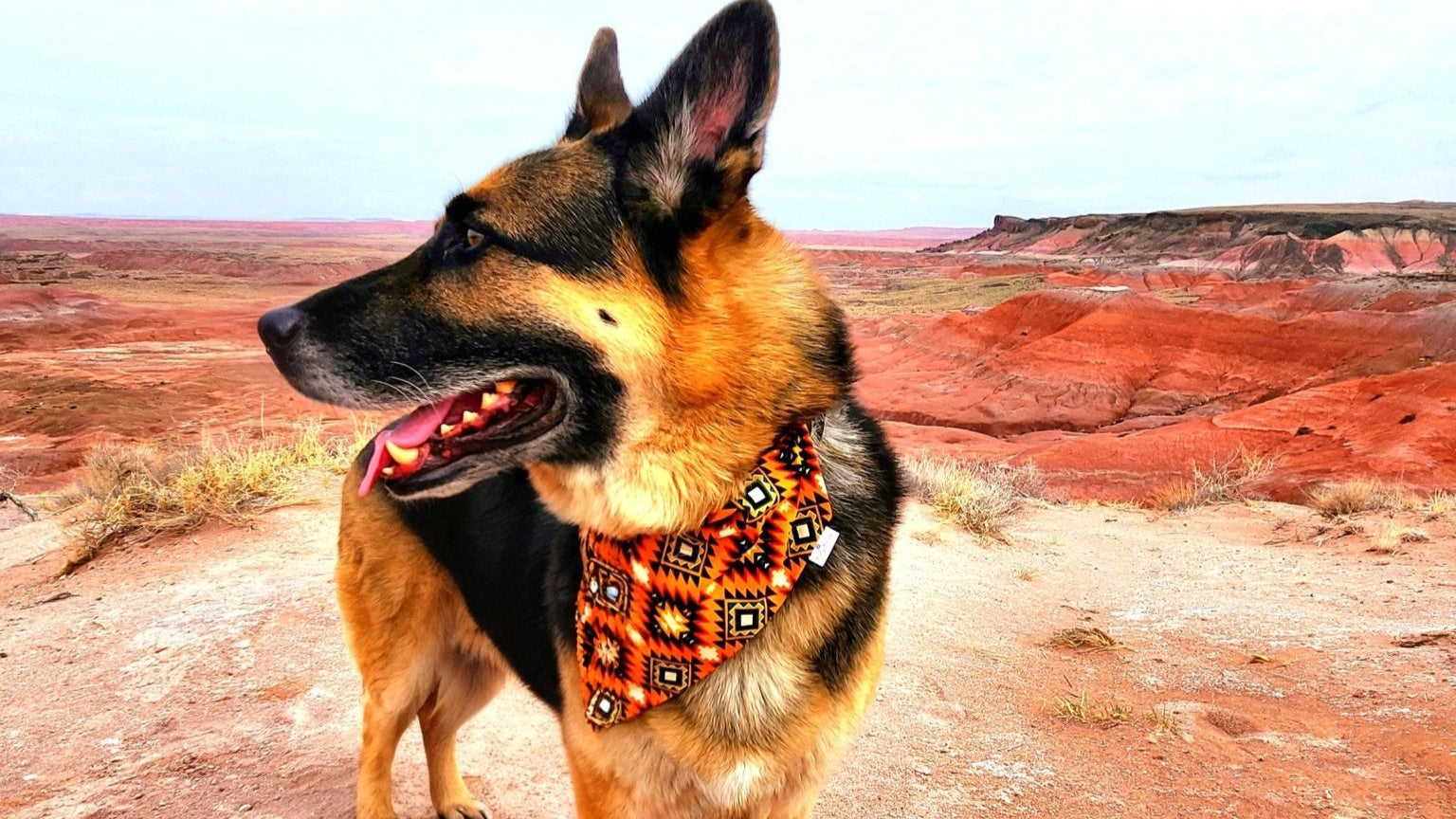 Orange Western Pet Bandana - Mutty Mornings