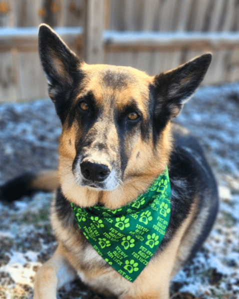 Pet My Belly for Luck Pet Bandana - Mutty Mornings