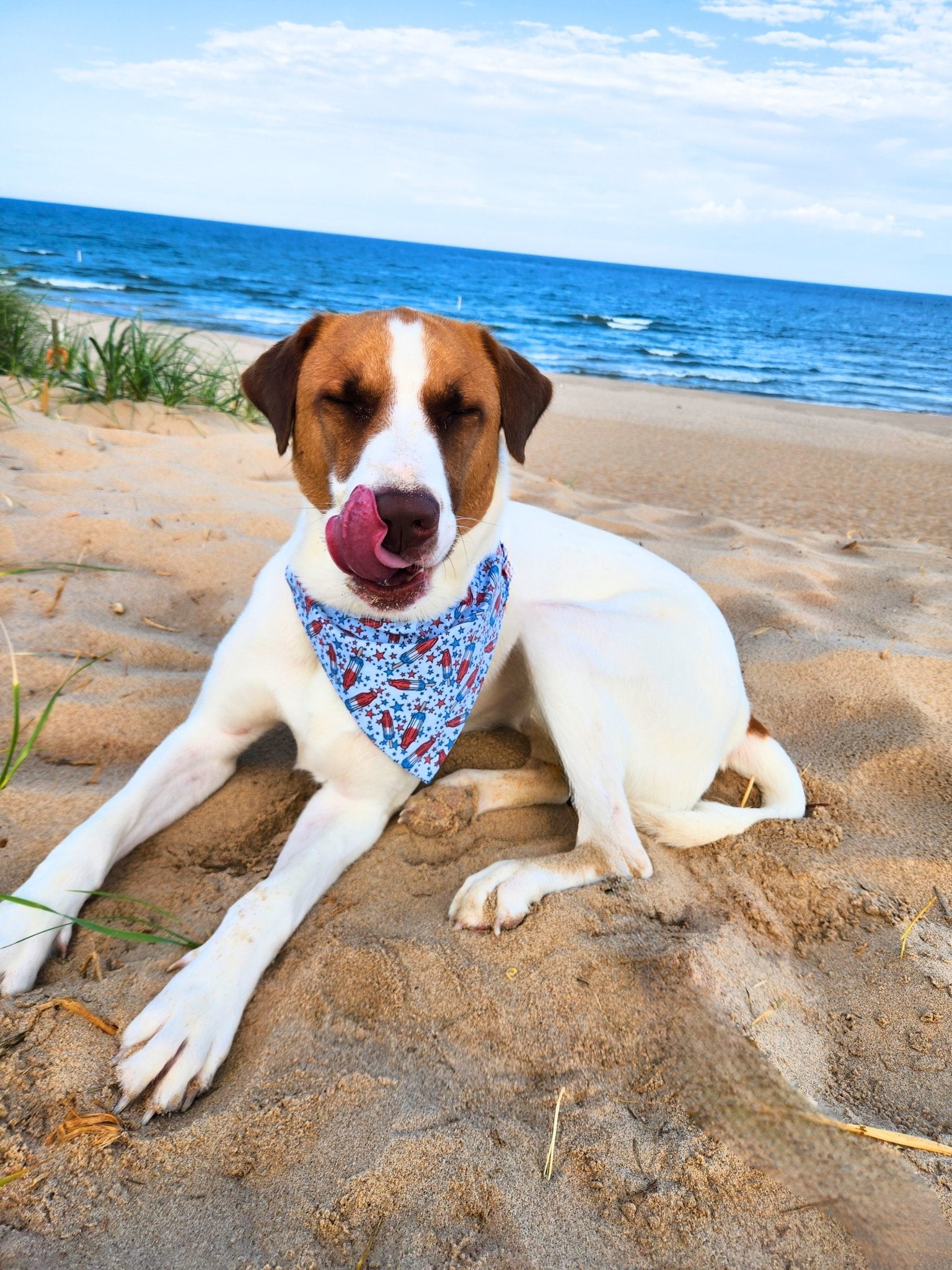 Rocket Pop Pup Pet Bandana - Mutty Mornings
