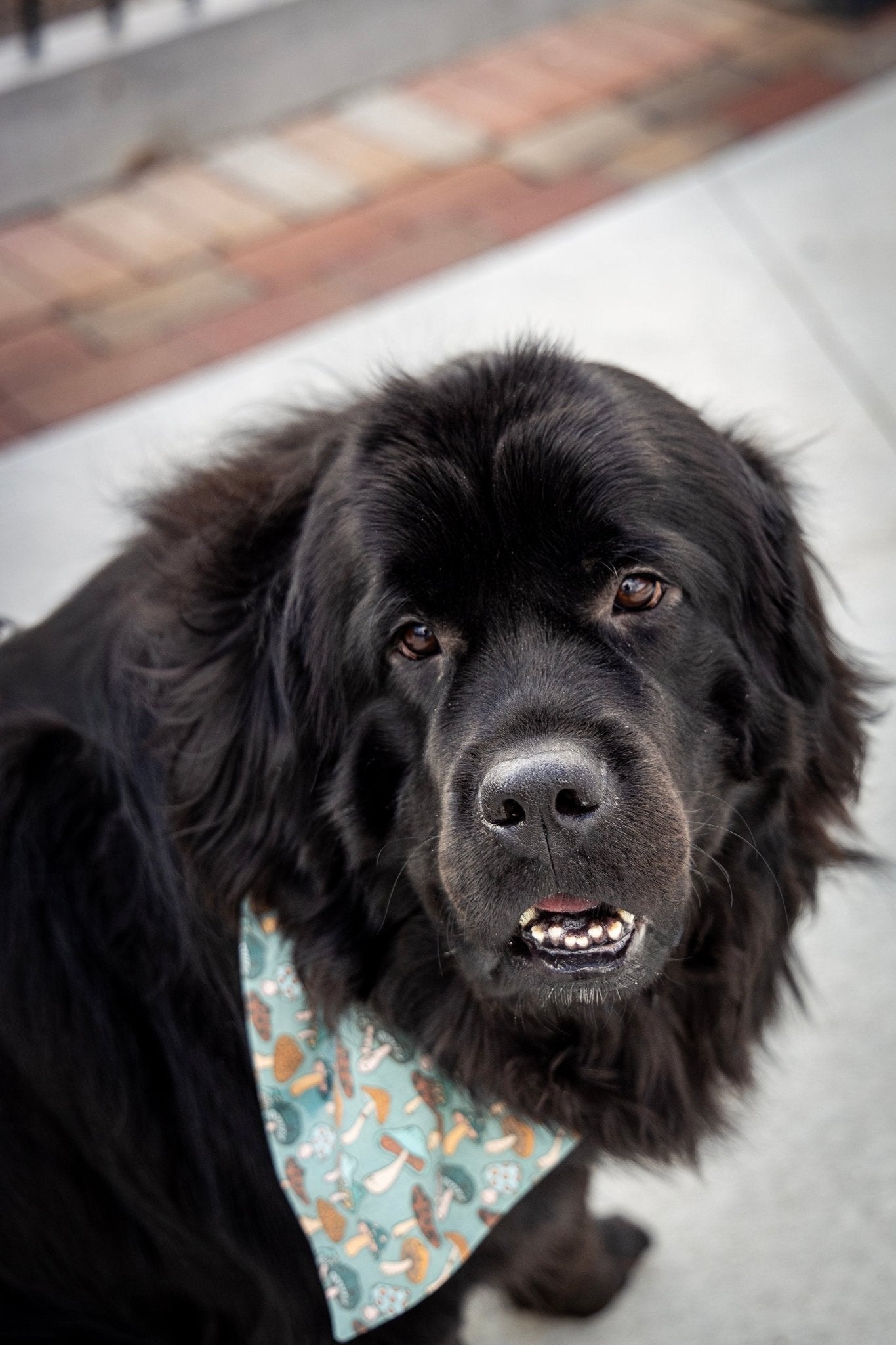 Sassy Mushroom Pet Bandana - Mutty Mornings