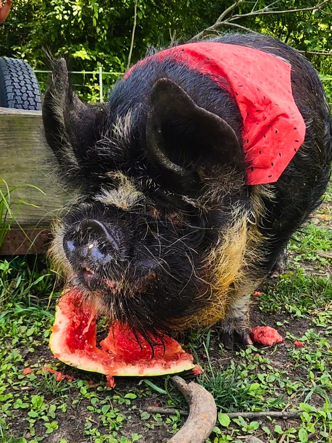 Watermelon Pet Bandana - Mutty Mornings