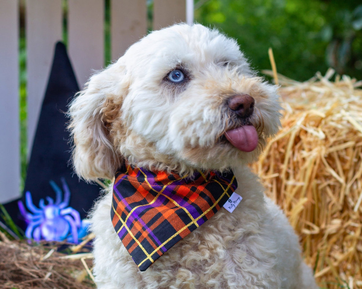 Witching Hour Plaid Pet Bandana - Mutty Mornings