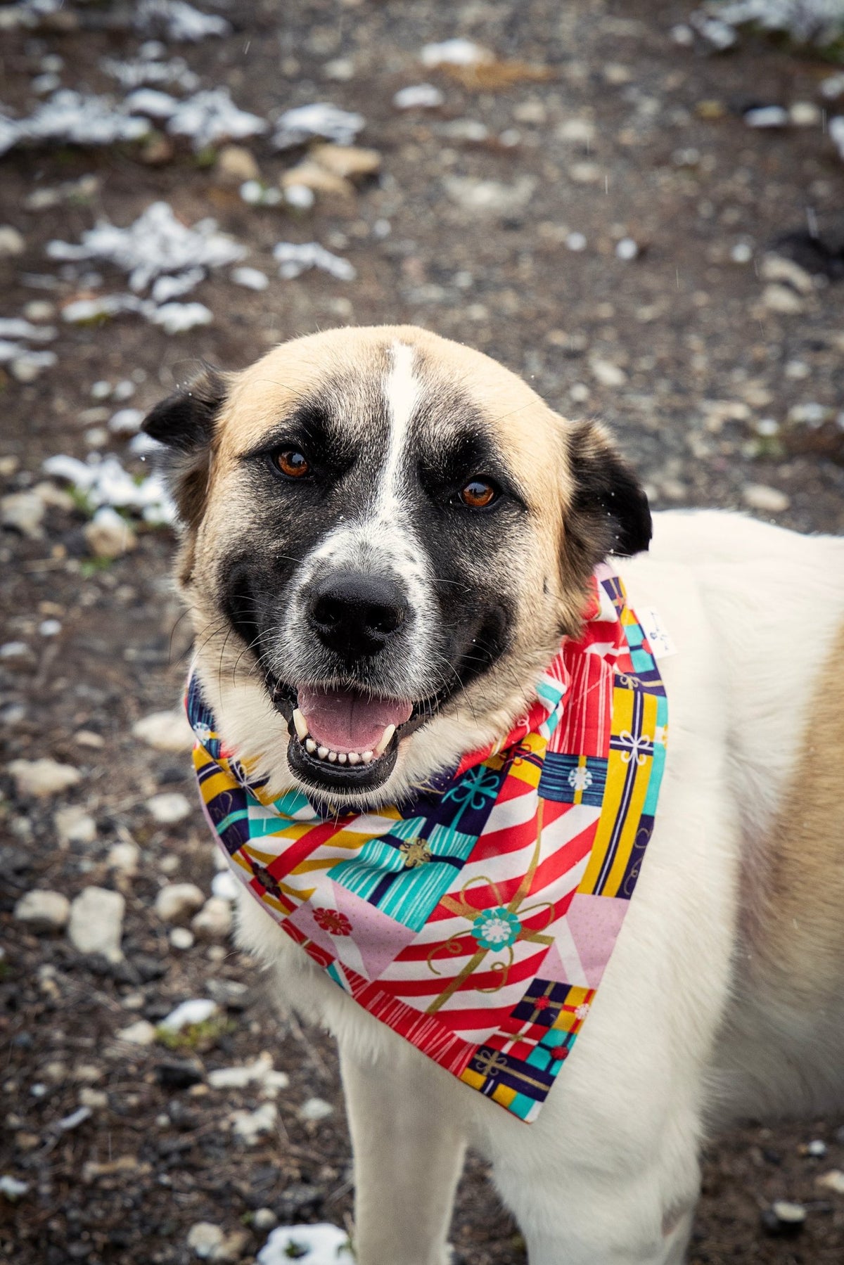 Wrapped with Love Pet Bandana - Mutty Mornings