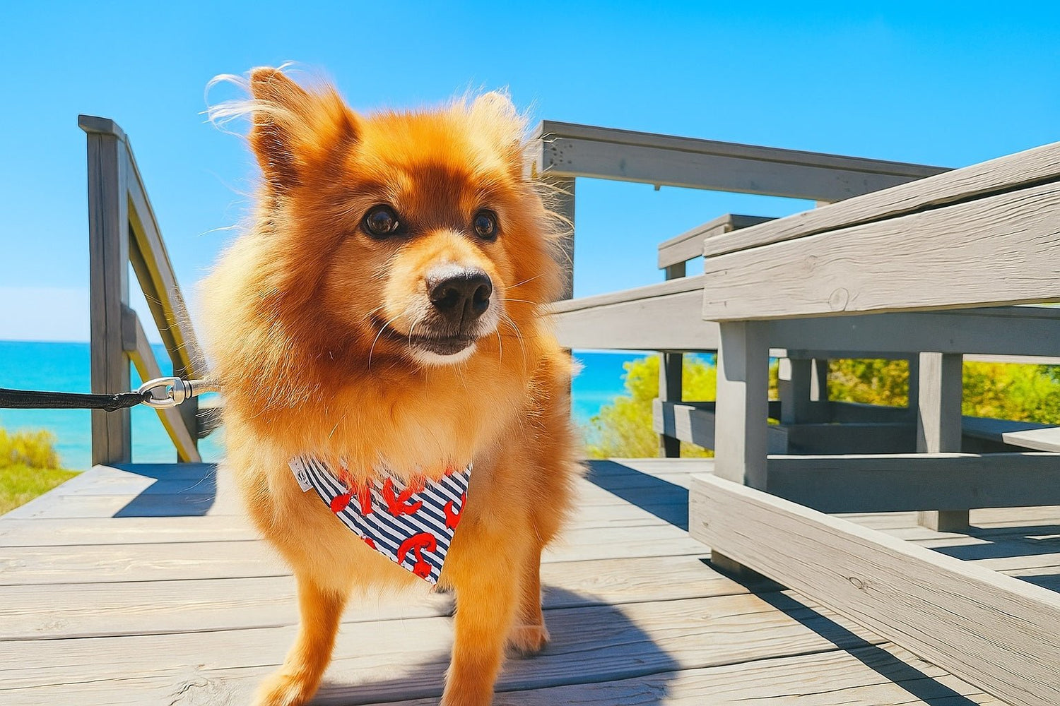 Dog Days of Summer - Mutty Mornings