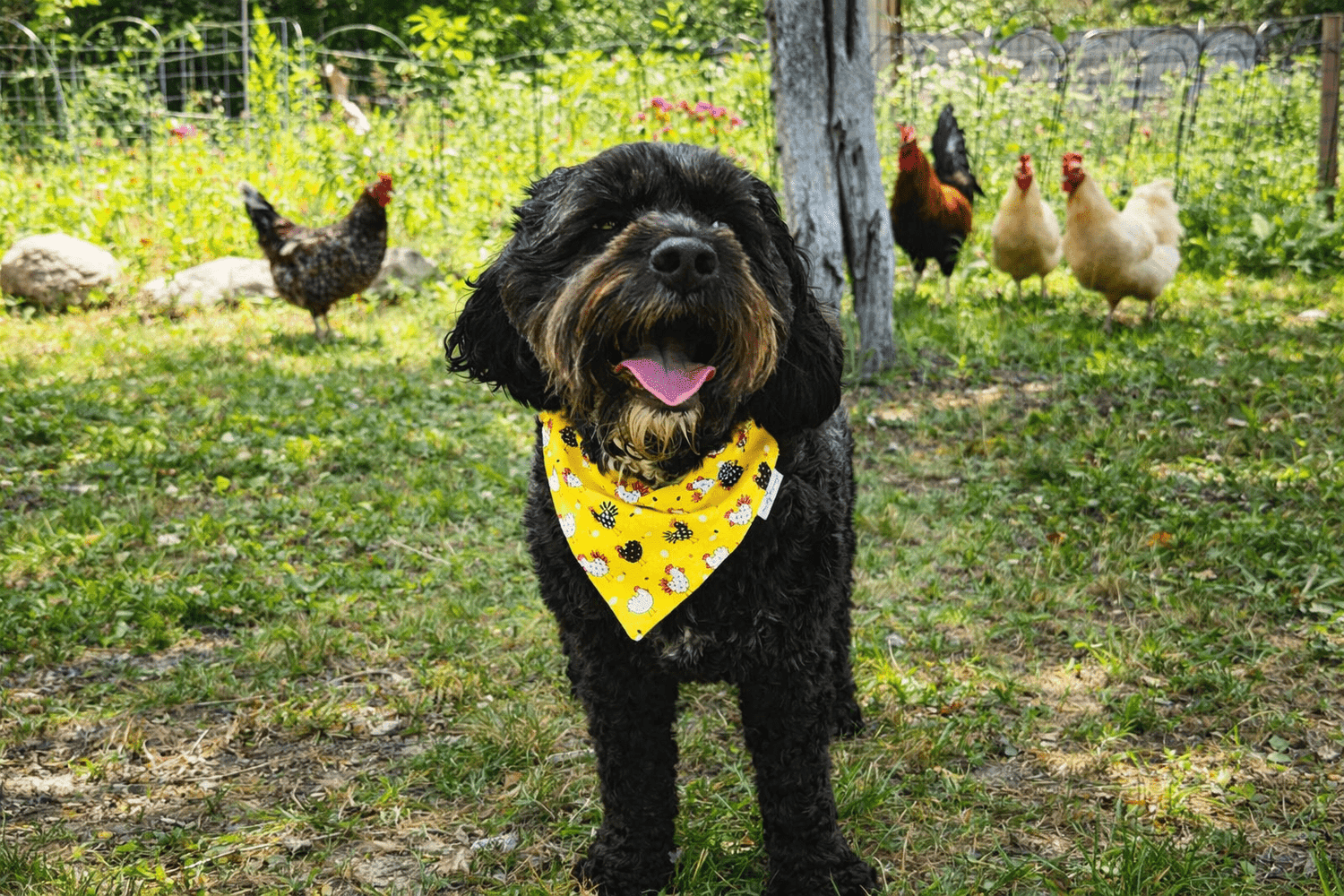 Down on the Farm - Mutty Mornings