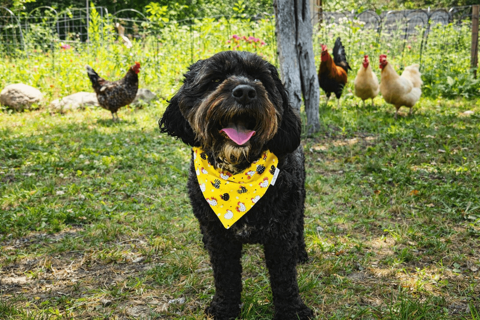 Down on the Farm - Mutty Mornings