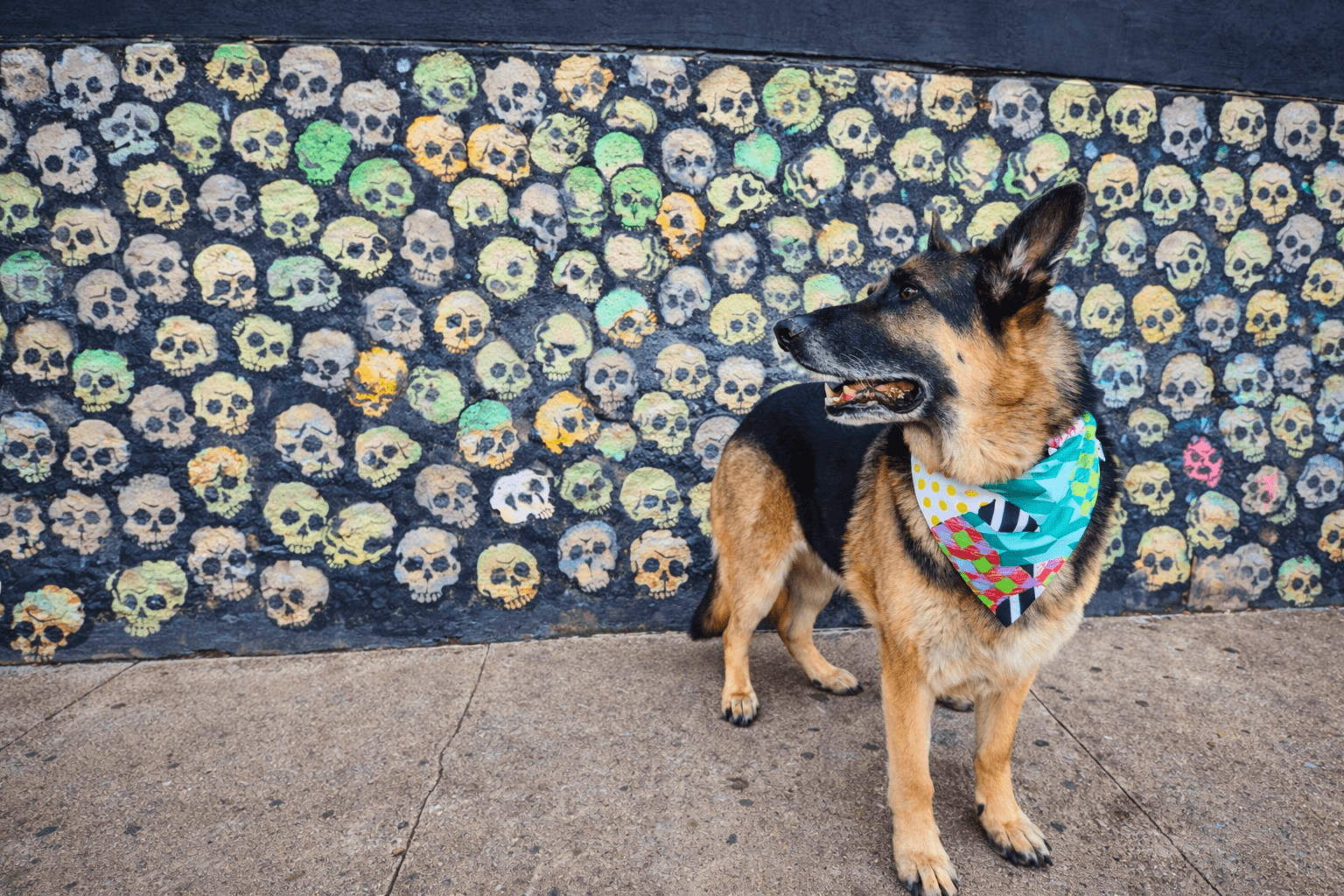 Funky Punky - Mutty Mornings