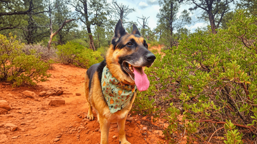 Howl in the Wild - Mutty Mornings