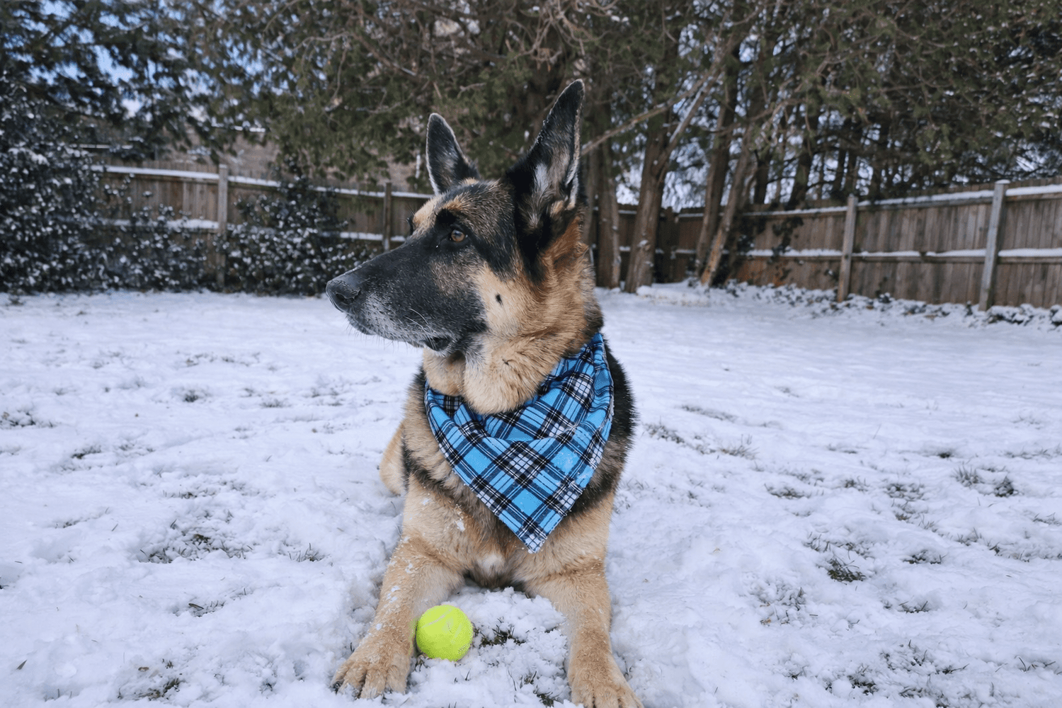 Mad About Plaid - Mutty Mornings