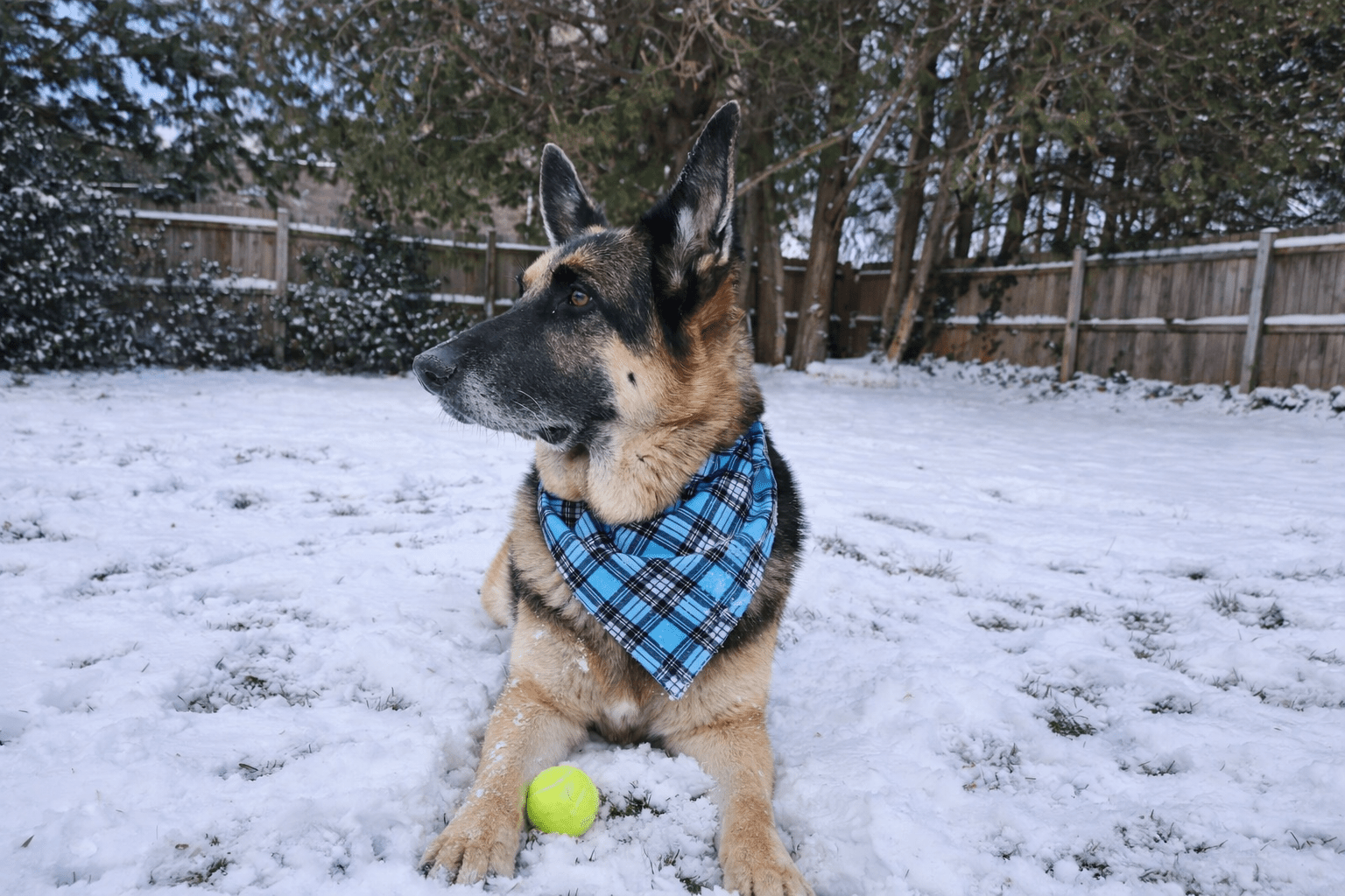 Mad About Plaid - Mutty Mornings