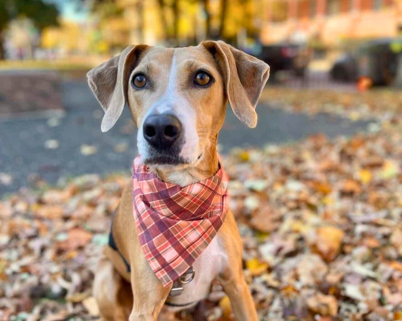 Mad About Plaid - Mutty Mornings