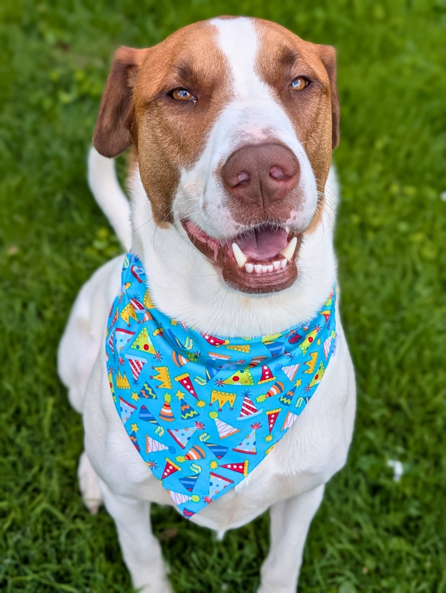 Pawty Time Collection - Mutty Mornings