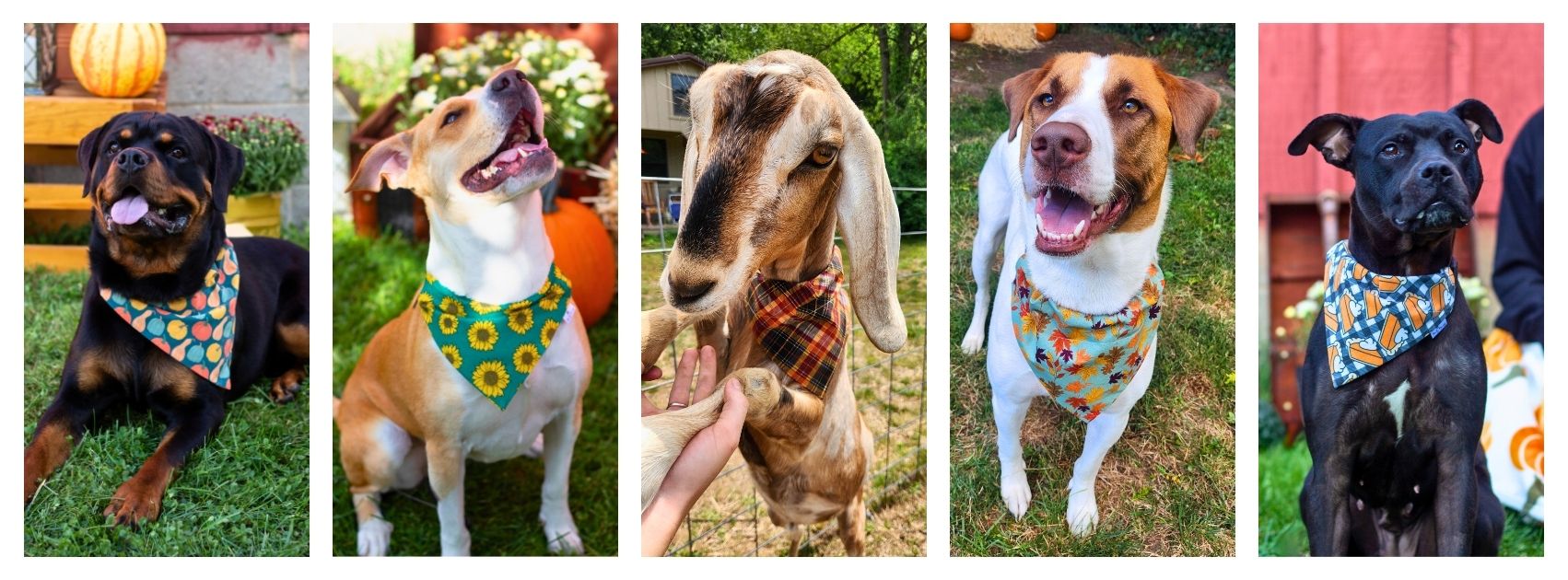 Pumpkin Pack - Mutty Mornings