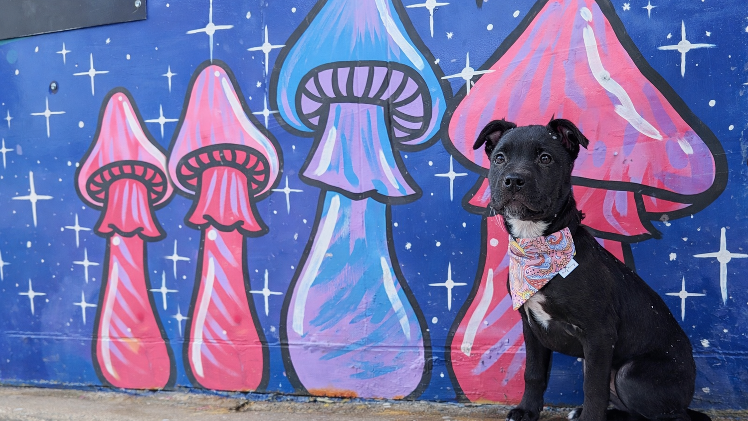 Retro - Mutty Mornings