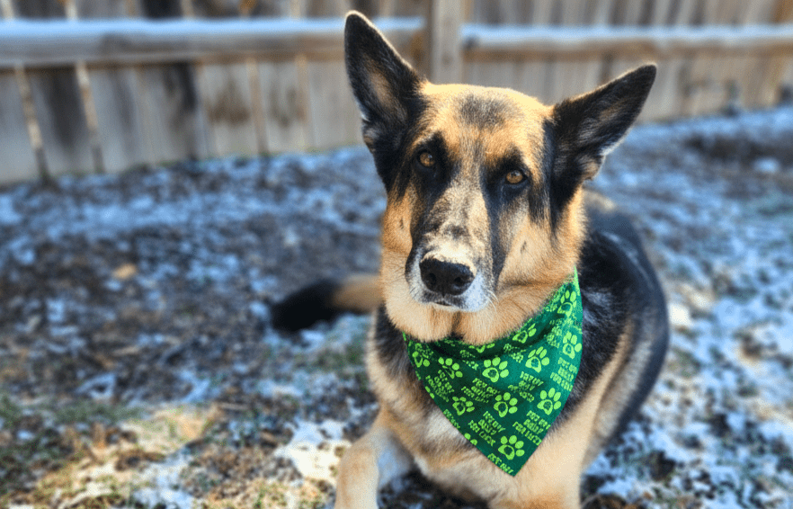 St. Patrick's Day - Mutty Mornings