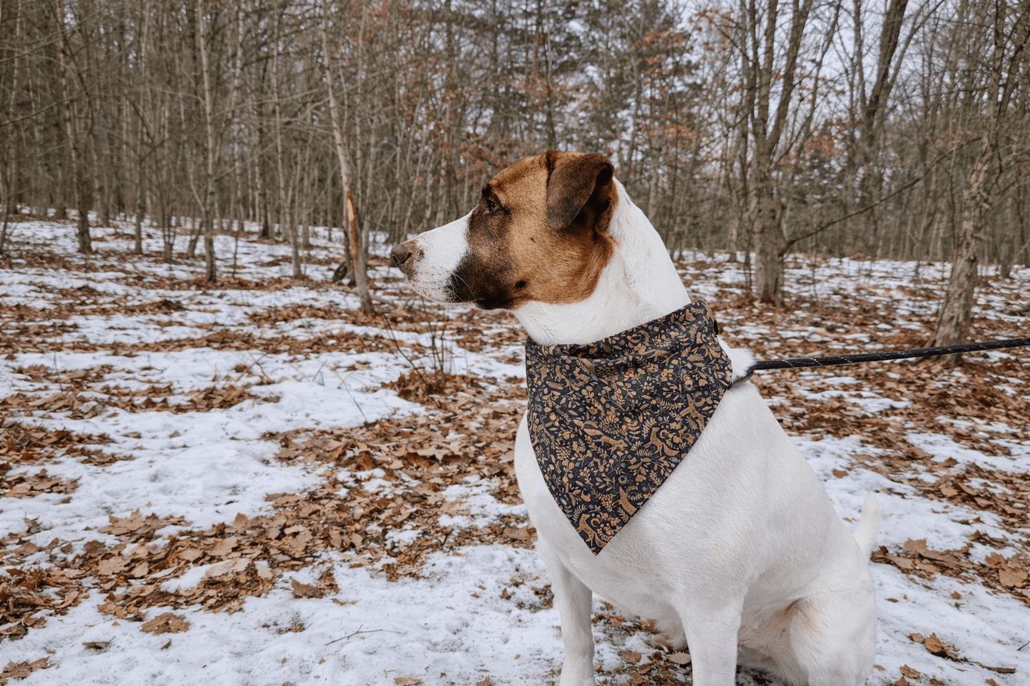 The Critter Collection - Mutty Mornings