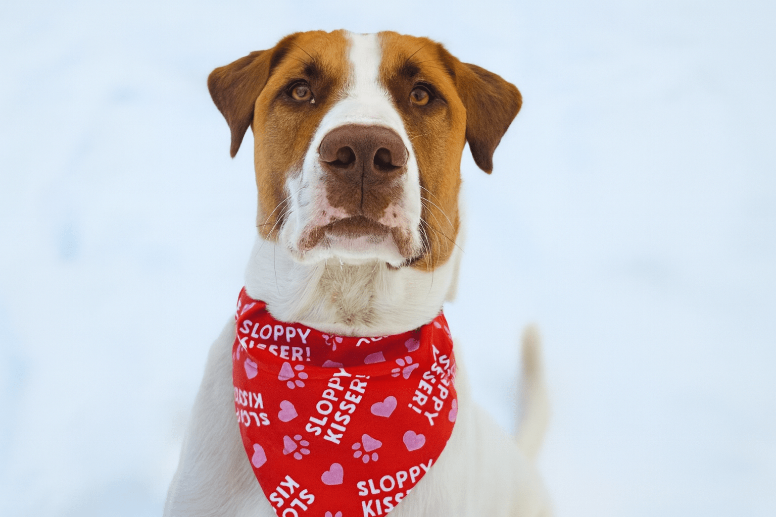 Valentine's Day - Mutty Mornings