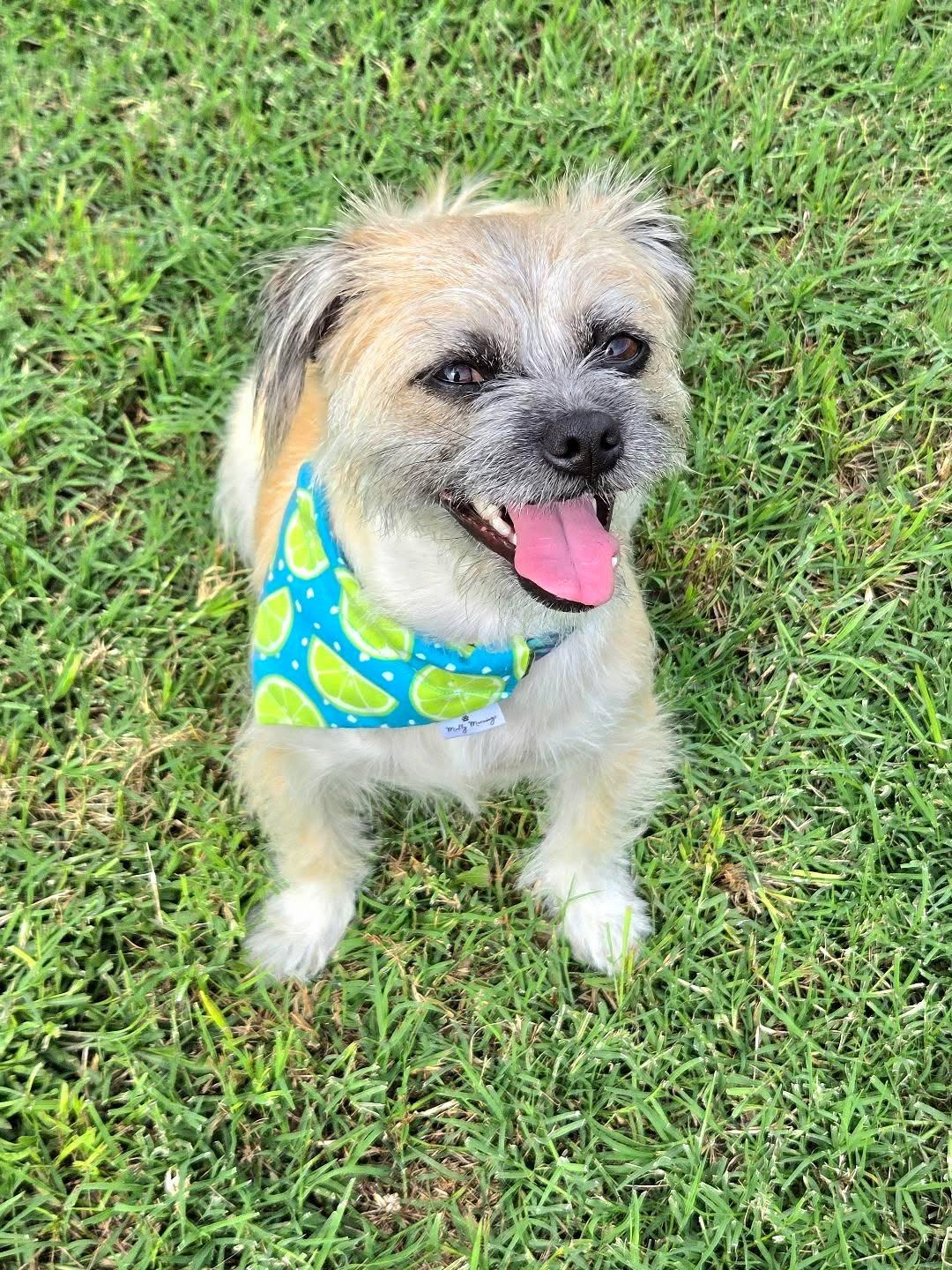 Lime Time Pet Bandana