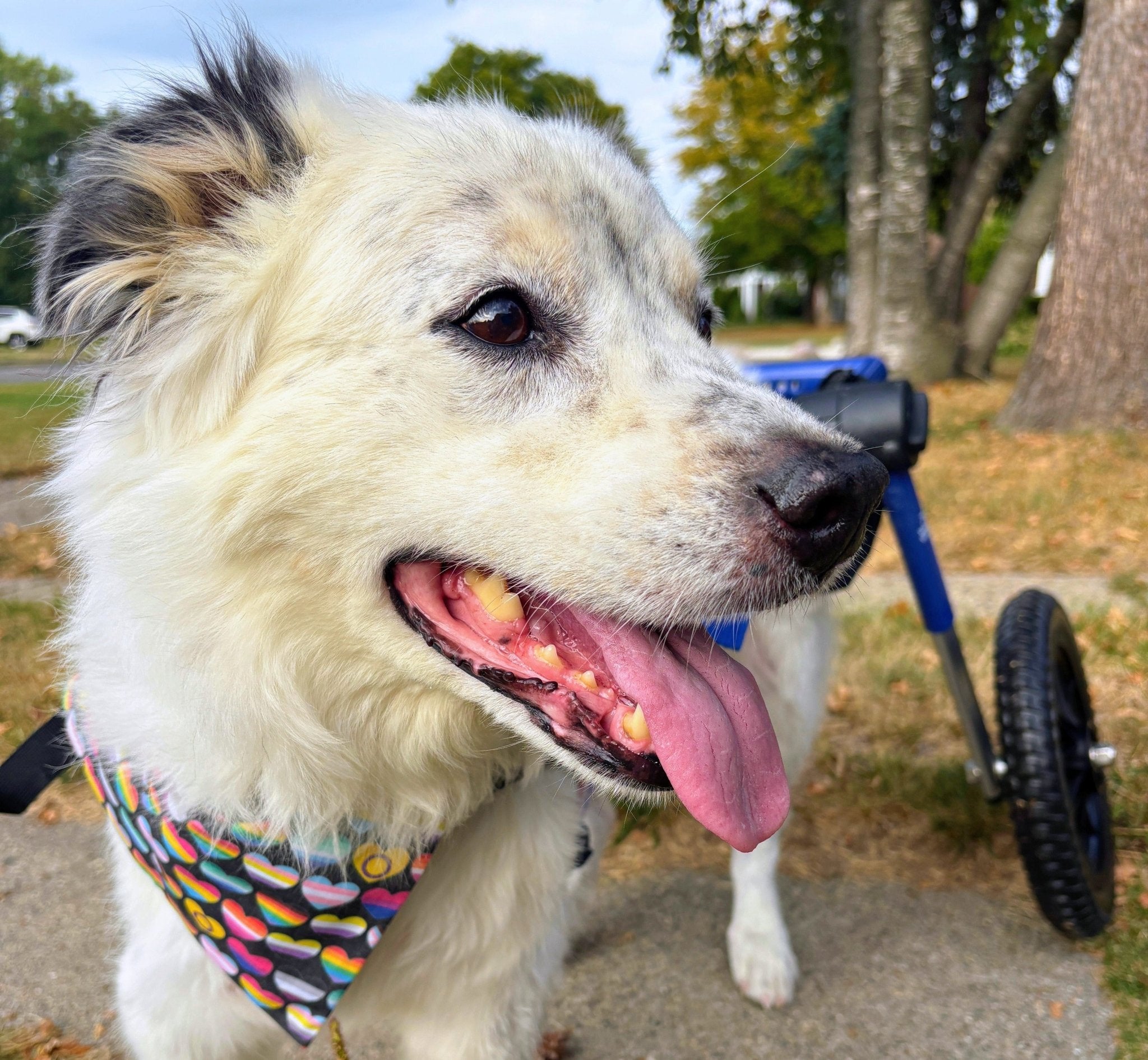 A Heart is a Heart Pride Pet Bandana - Mutty Mornings
