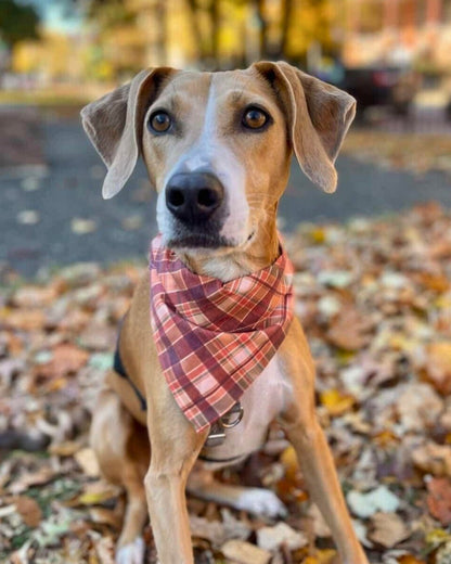 Autumn Harvest Plaid Pet Bandana - Mutty Mornings