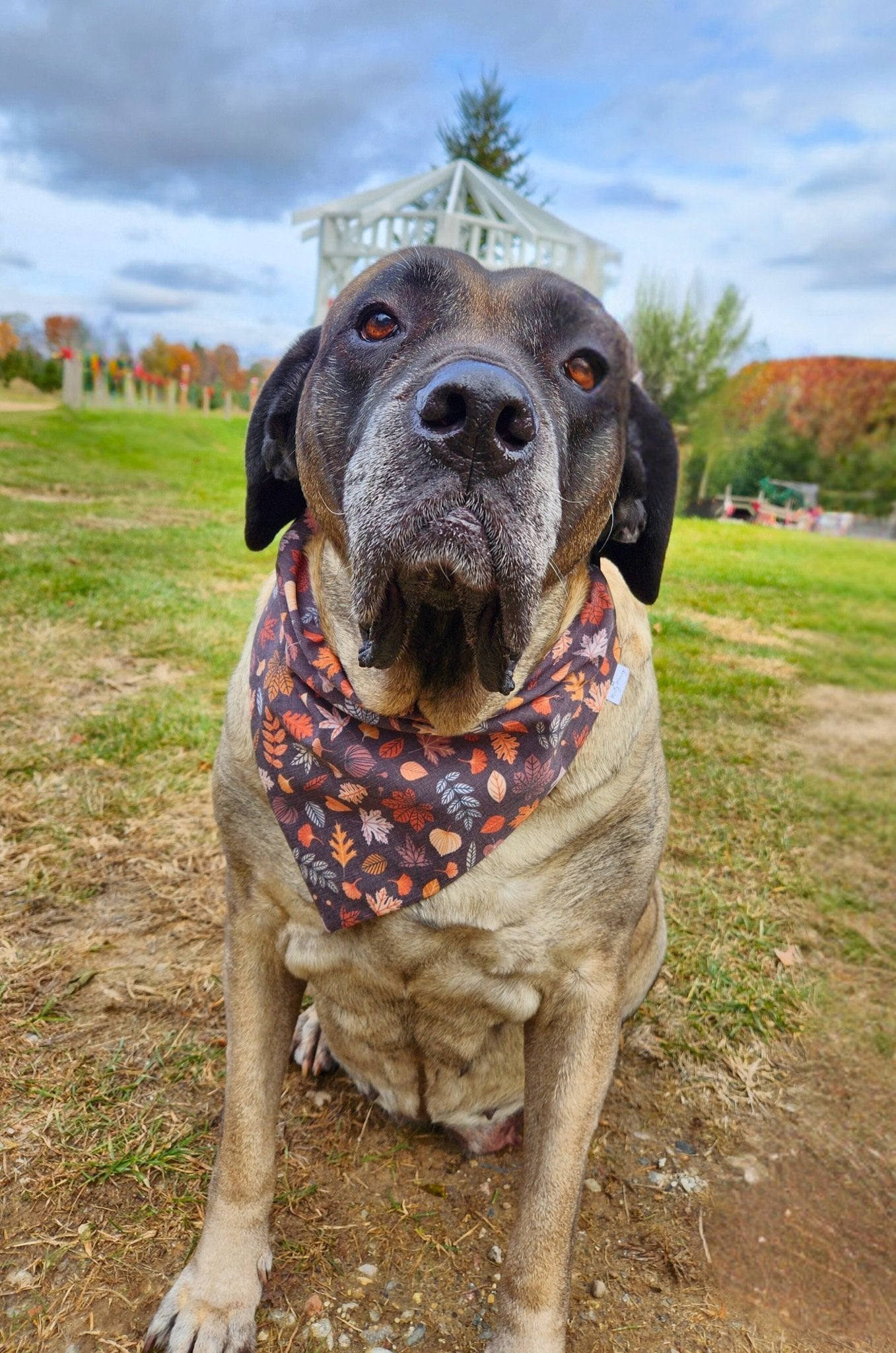 Autumn Leaves Pet Bandana - Mutty Mornings